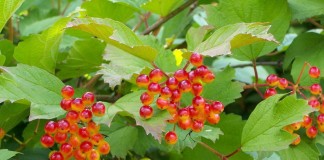 Калина обыкновенная, или Калина красная (Viburnum opulus)