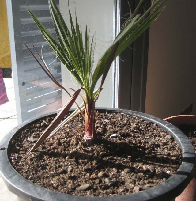 Молодой росток пальмы Вашингтония нитеносная (Washingtonia filifera). Молодой росток пальмы Вашингтония нитеносная (Washingtonia filifera).