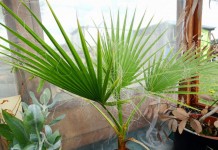 Вашингтония мощная (Washingtonia robusta)