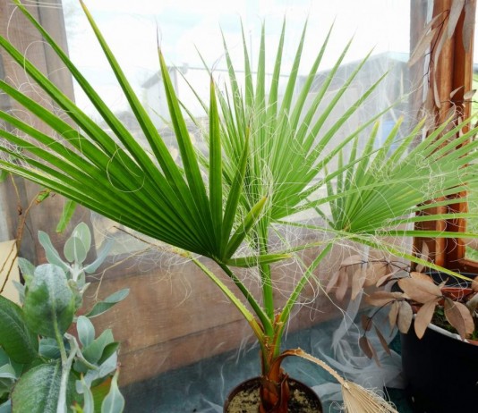 Вашингтония мощная (Washingtonia robusta)