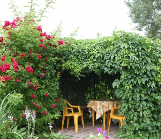 Живая беседка с розами