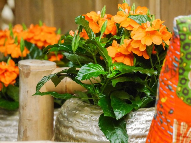 Кроссандра воронковидная (Crossandra infundibuliformis)