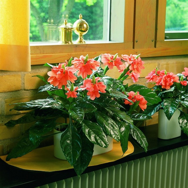 Кроссандра воронковидная (Crossandra infundibuliformis)