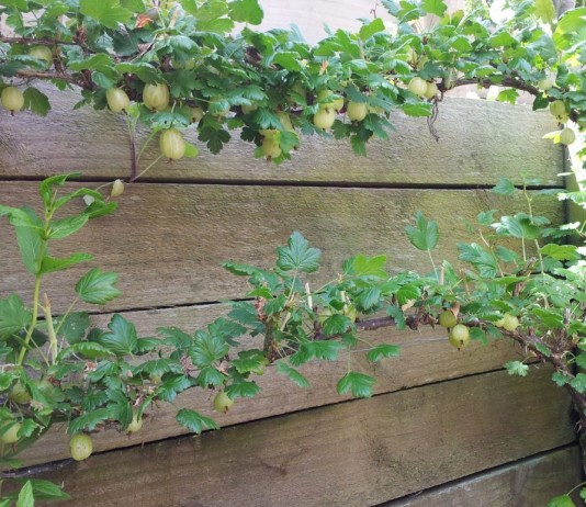 Формирование крыжовника на шпалере