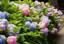 Гортензия крупнолистная (Hydrangea macrophylla)
