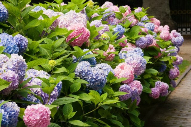 Гортензия крупнолистная (Hydrangea macrophylla) Гортензия крупнолистная (Hydrangea macrophylla)
