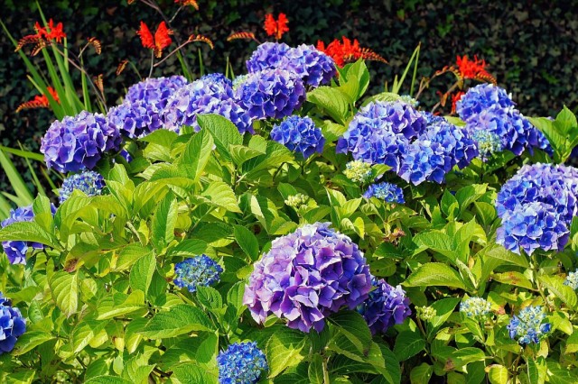 Гортензия крупнолистная (Hydrangea macrophylla) Гортензия крупнолистная (Hydrangea macrophylla)