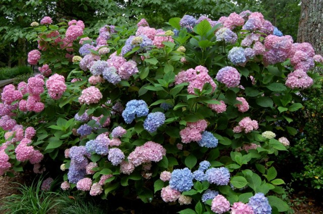Гортензия крупнолистная (Hydrangea macrophylla) Гортензия крупнолистная (Hydrangea macrophylla)