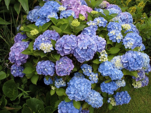 Гортензия крупнолистная (Hydrangea macrophylla) Гортензия крупнолистная (Hydrangea macrophylla)