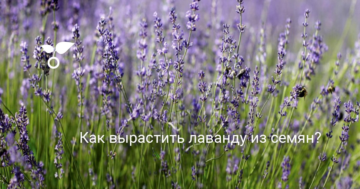 Как вырастить лаванду из семян?