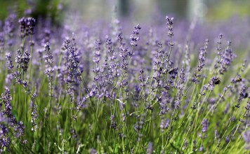Лаванда во время цветения