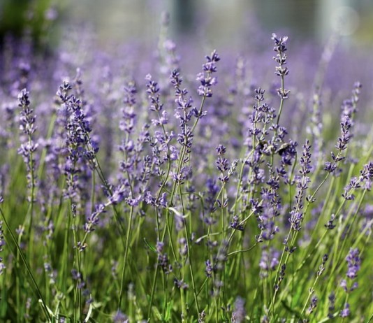 Как вырастить лаванду из семян? - Цветник и ландшафт Лаванда во время цветения