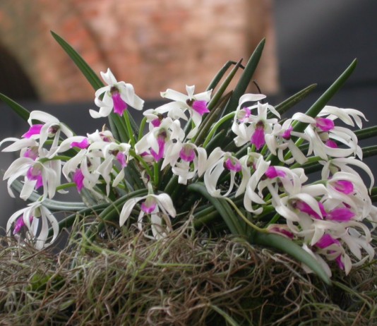 Орхидея Лептотес (Leptotes)