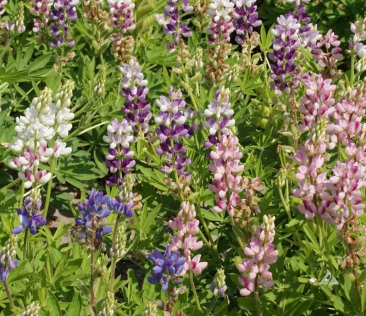 Однолетние люпины и их сезонные таланты - Цветник и ландшафт Однолетние люпины