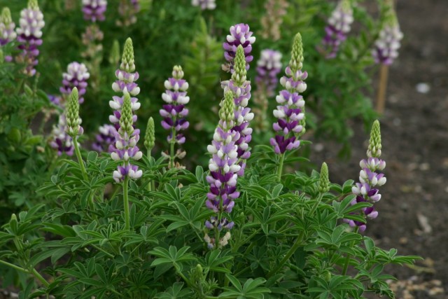 Люпин Хартвега (Lupinus hartwegii)