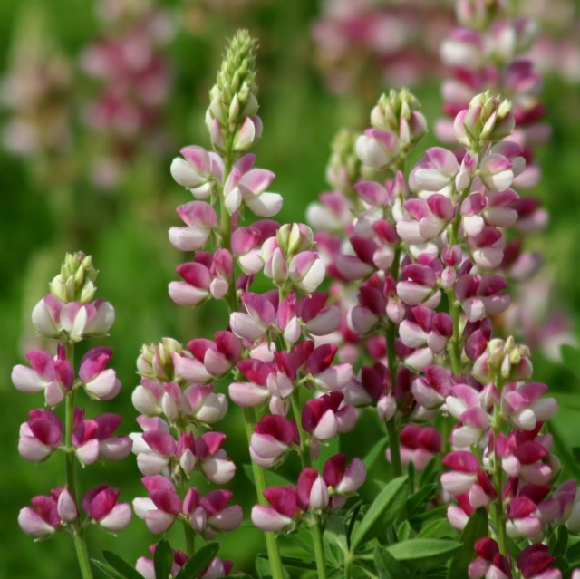 Люпин Хартвега (Lupinus hartwegii)