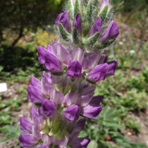 Люпин мелколистный (Lupinus microcarpus)