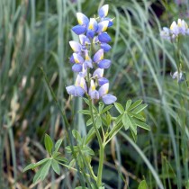 Люпин переменчивый (Lupinus mutabilis)