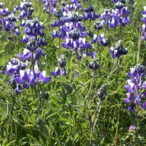 Люпин карликовый (Lupinus nanus)