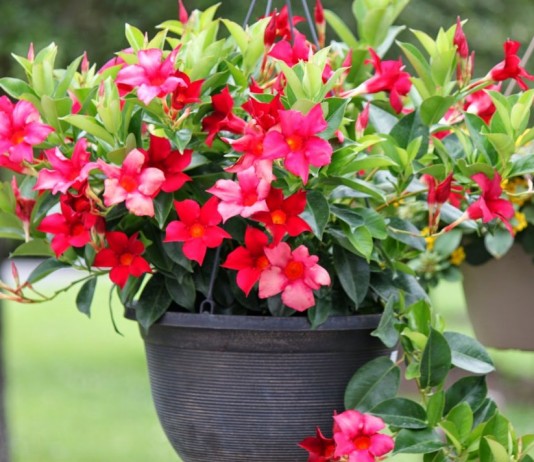 Мандевилла (Mandevilla)