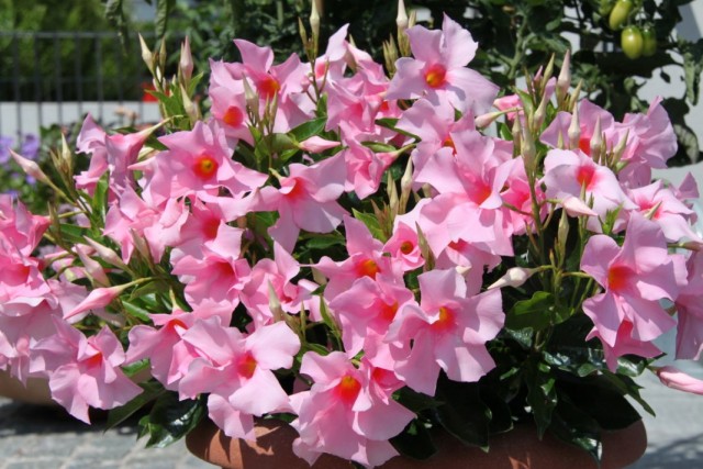 Мандевилла Сандера (Mandevilla sanderi)