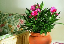 Олеандр обыкновенный (Nerium oleander)
