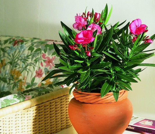 Самые ароматные комнатные растения - Красивоцветущие Олеандр обыкновенный (Nerium oleander)