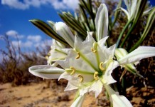 Панкраций Зикенбергера (Pancratium sickenbergeri)