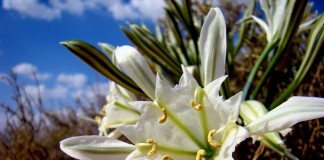 Панкраций Зикенбергера (Pancratium sickenbergeri)