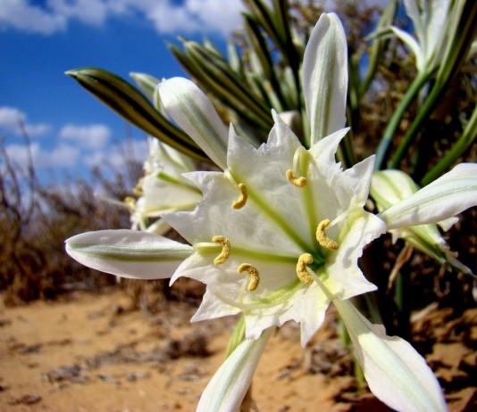 Панкраций Зикенбергера (Pancratium sickenbergeri)