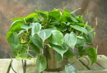 Филодендрон плющевидный (Philodendron hederaceum)