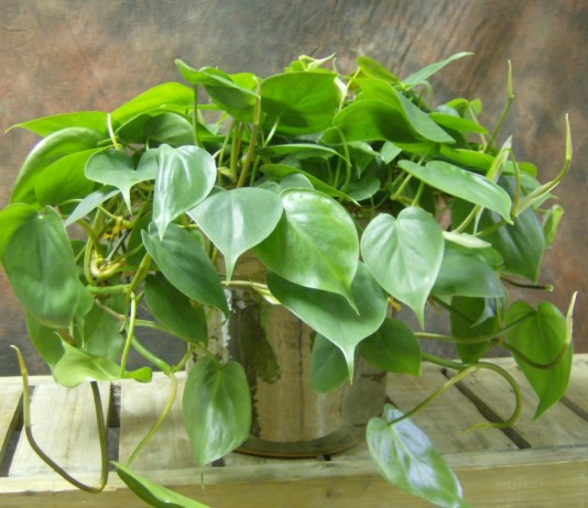 Филодендрон плющевидный (Philodendron hederaceum)