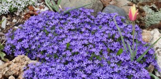 Флокс шиловидный (Phlox subulata)