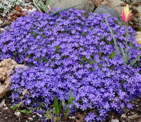 Уход за почвопокровными флоксами - Цветник и ландшафт Флокс шиловидный (Phlox subulata)