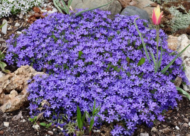 Флокс шиловидный (Phlox subulata)
