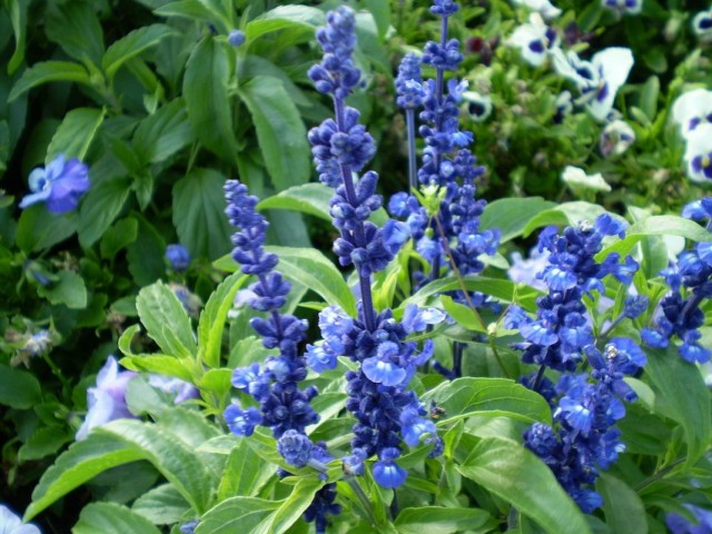 Шалфей мучнистый, или сальвия мучнистая (Salvia farinacea) Шалфей мучнистый, или сальвия мучнистая (Salvia farinacea)