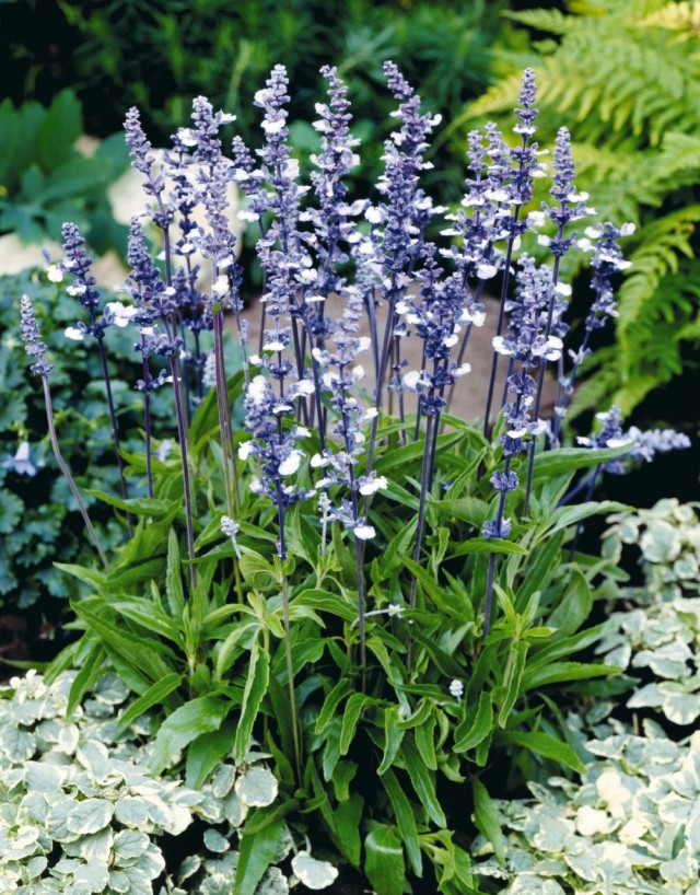 Шалфей мучнистый, или сальвия мучнистая (Salvia farinacea) Шалфей мучнистый, или сальвия мучнистая (Salvia farinacea)