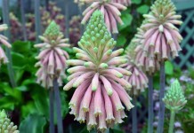 Вельтгеймия прицветниковая (Veltheimia bracteata)
