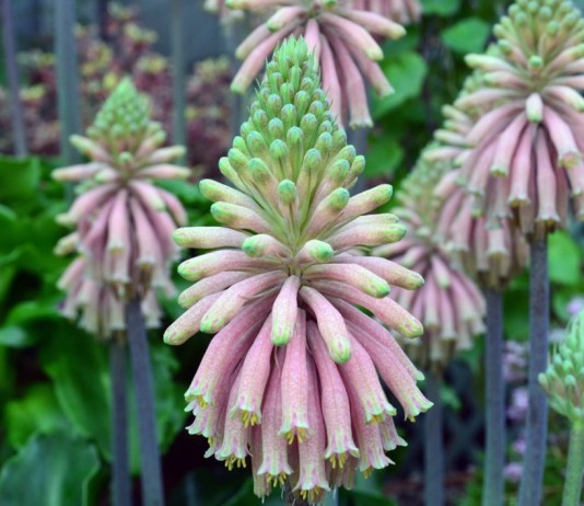 Вельтгеймия прицветниковая (Veltheimia bracteata)
