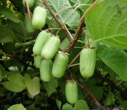 Плодоношение актинидии