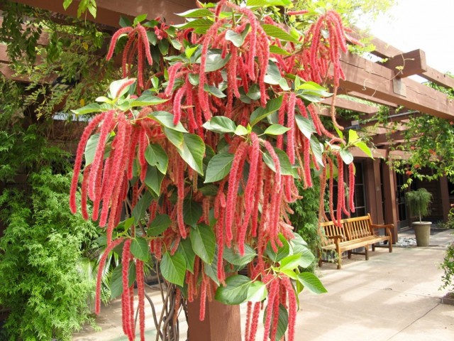Амарант хвостатый (Amaranthus caudatus)