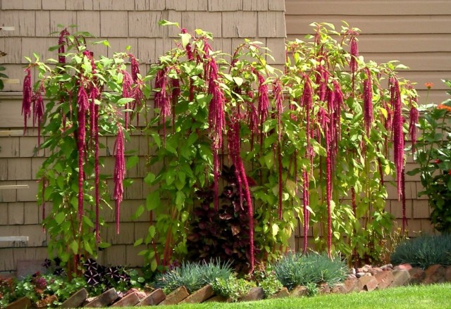 Амарант хвостатый в цветнике (Amaranthus caudatus)