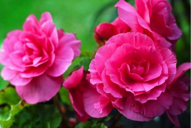 Бегония красивоцветущая 'Camelia'