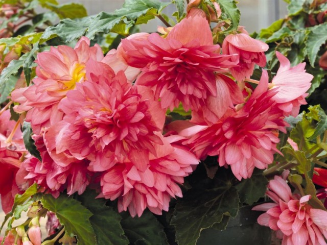 Бегония красивоцветущая 'Funky Pink'