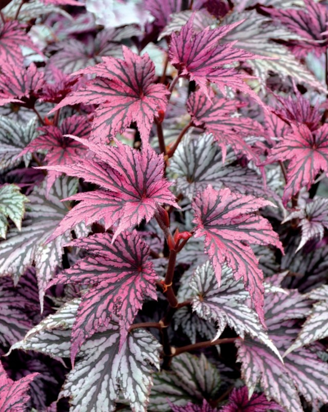 Бегония декоративно-литвенная 'Garden Angel Blush'