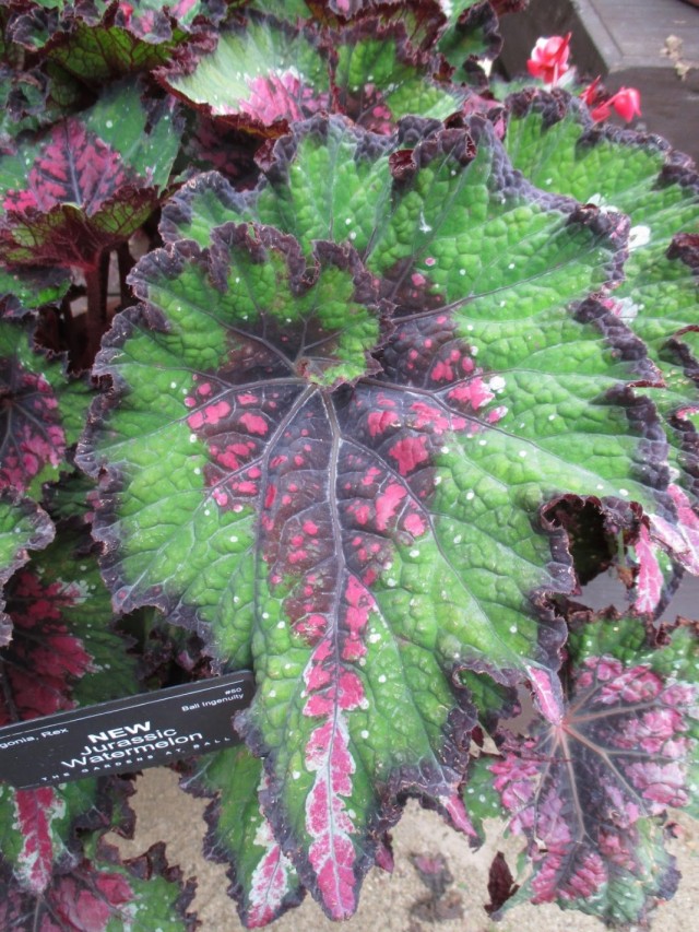 Бегония декоративно-литвенная 'Jurassic Watermelon'