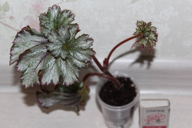 Бегония декоративно-литвенная 'Purple Snow'