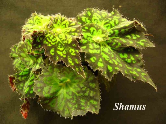 Бегония декоративно-литвенная 'Shamus'