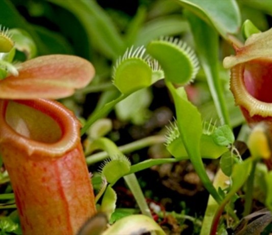Хищные насекомоядные растения
