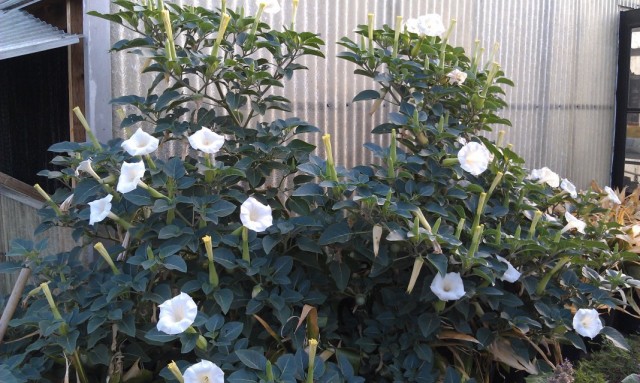 Дурман, или Датура (Datura)